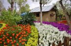 جشنواره لاله های کرج گامی بسوی سرمایه گذاری برای تولید است