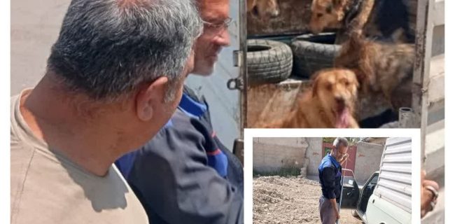 سومین مرحله زنده‌گیری و جمع‌آوری سگ‌های بلاصاحب در شهر گلسار انجام شد